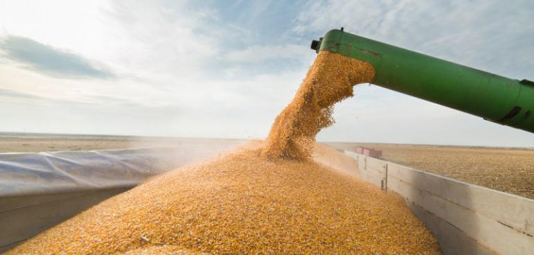 Държавата май няма да купува пшеница